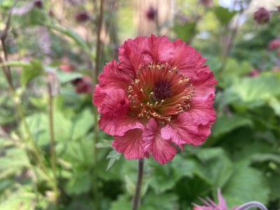 Geum 'Bell Bank' - medium image 3