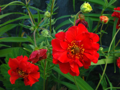 Geum 'Blazing Sunset' - medium image 3