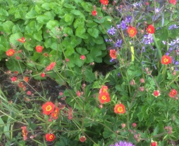 Geum magellanicum - medium image 3