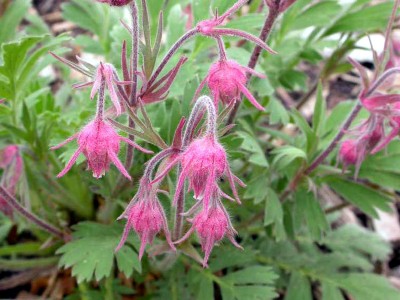 Geum triflorum - medium image 3