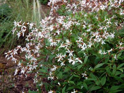Gillenia trifoliata AGM - medium image 3