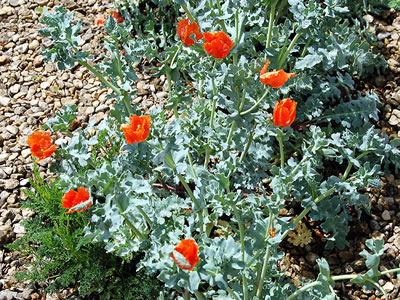 Glaucium corniculatum - medium image 3