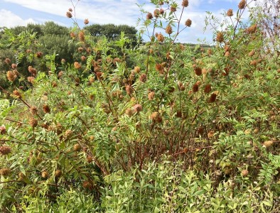 Glycyrrhiza yunnanensis - medium image 3