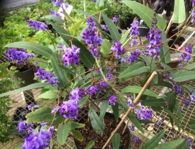 Hardenbergia violacea AGM - medium image 3