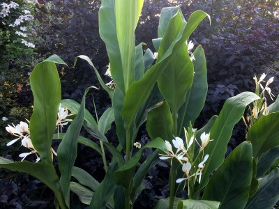 Hedychium forrestii - medium image 3