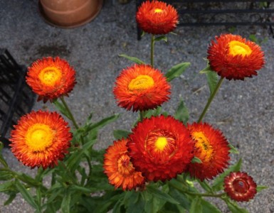 Helichrysum bracteatum 'King Size Fireball' - medium image 3