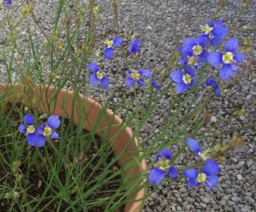 Heliophila longifolia - medium image 3