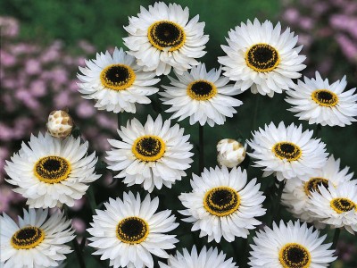 Helipterum roseum 'Pierrot' - medium image 3