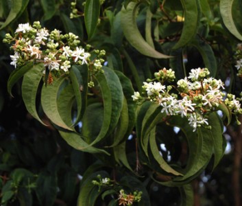 Heptacodium miconioides AGM - medium image 3