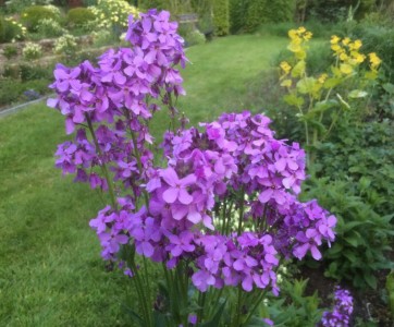 Hesperis matronalis - medium image 3