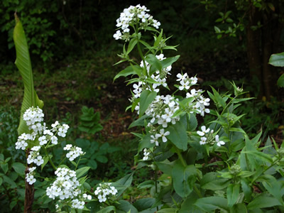 Hesperis matronalis alba - medium image 3