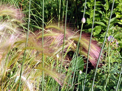 Hordeum jubatum - medium image 3