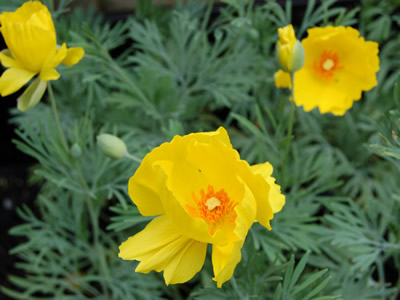 Hunnemannia fumariifolia - medium image 3