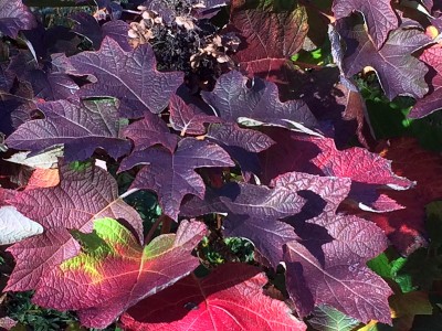 Hydrangea quercifolia AGM - medium image 3