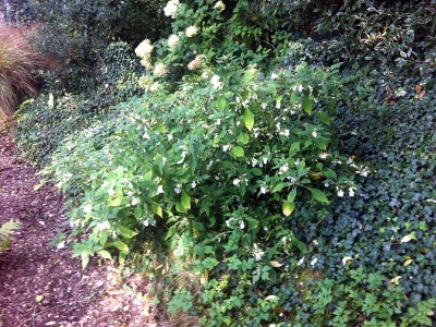 Impatiens arguta Alba - medium image 3