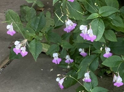 Impatiens balfourii - medium image 3
