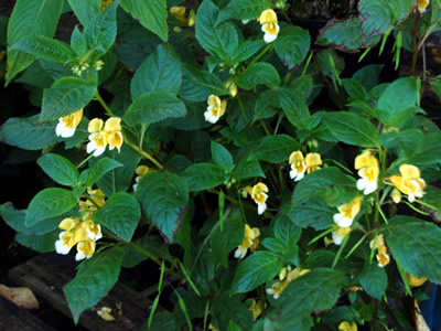 Impatiens scabrida - medium image 3