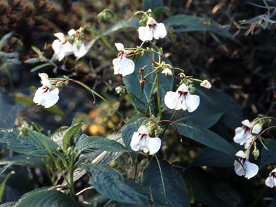 Impatiens tinctoria - medium image 3
