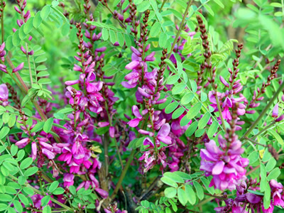 Indigofera heterantha - medium image 3