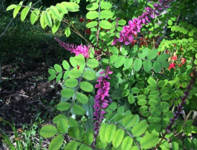 Indigofera howellii AGM - medium image 3