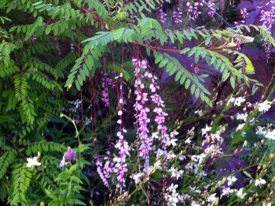 Indigofera pendula - medium image 3