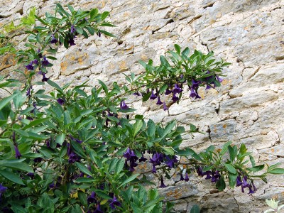 Iochroma australe - medium image 3