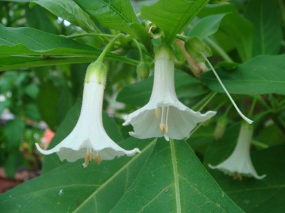 Iochroma australe white - medium image 3