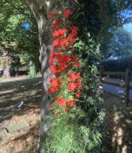 Ipomopsis rubra - medium image 3