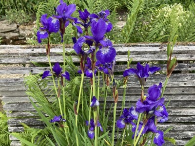 Iris sibirica - medium image 3