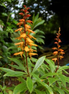 Isoplexis canariensis - medium image 3