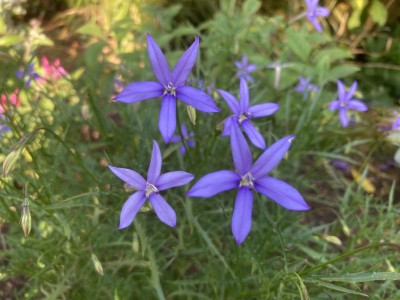 Isotoma axillaris - medium image 3