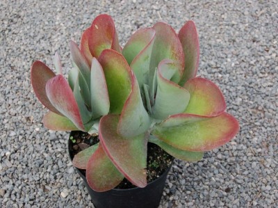 Kalanchoe 'Bronze Sculpture' - medium image 3