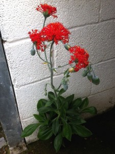 Kleinia grantii - medium image 3