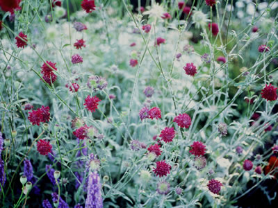 Knautia macedonica - medium image 3
