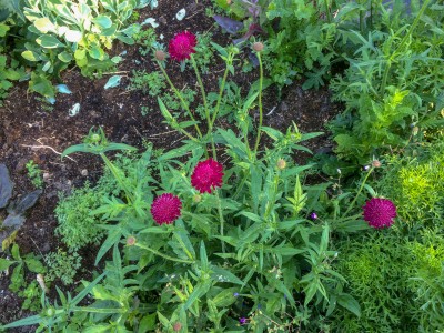 Knautia macedonica 'Mars Midget' - medium image 3