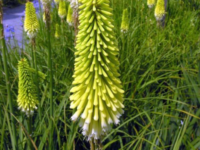 Kniphofia citrina - medium image 3