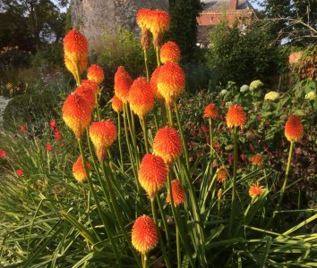 Kniphofia rooperi - medium image 3