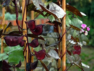 Lablab 'Ruby Moon' - medium image 3