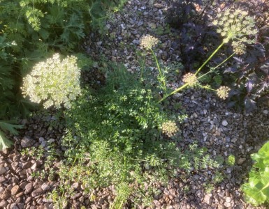 Laserpitium gallicum - medium image 3