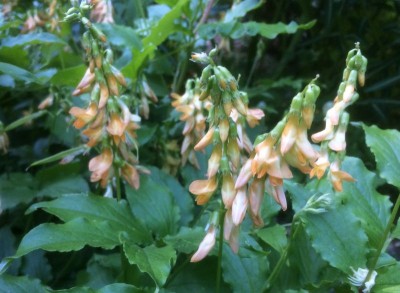 Lathyrus aureus - medium image 3