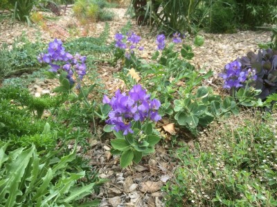 Lathyrus nervosus - medium image 3