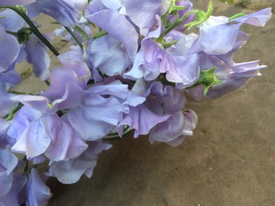 Lathyrus odoratus 'Just Julia' - medium image 3