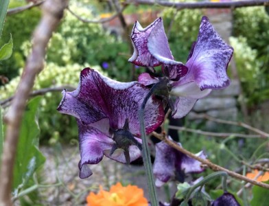 Lathyrus odoratus 'Nimbus' - medium image 3