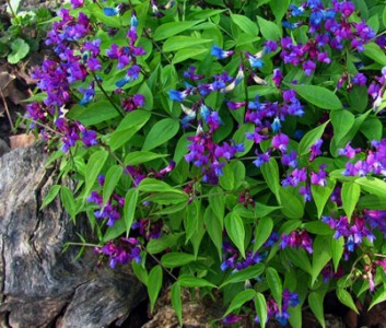 Lathyrus vernus - medium image 3