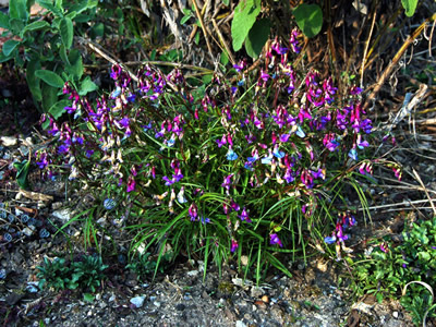 Lathyrus vernus filicifolius - medium image 3