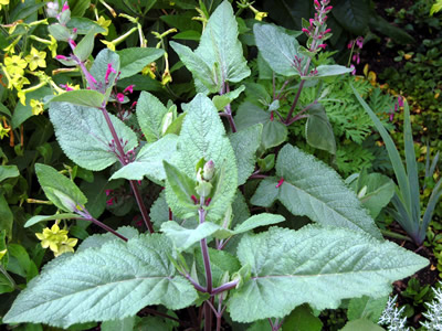 Lepechinia hastata - medium image 3
