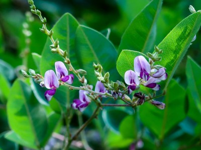 Lespedeza buergeri - medium image 3