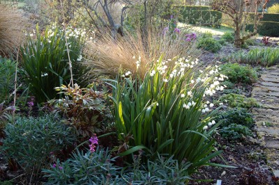 Leucojum 'Gravetye Giant' AGM - medium image 3