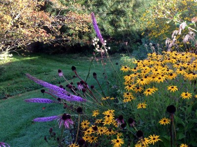 Liatris pycnostachya - medium image 3