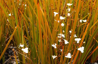 Libertia peregrinans - medium image 3